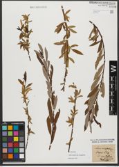 Foto von Salix triandra subsp. amygdalina (L.) Schübl. & G. Martens